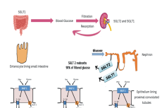 Protective mechanism of Empagliflozin on kidney.